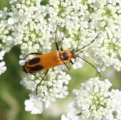 Pennsylvania Leathering
Chauliognathus marginatus Pennsylvania Leathering
Chauliognathus marginatus